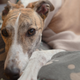 Image for article titled Dog in France Catches Monkeypox From Humans
